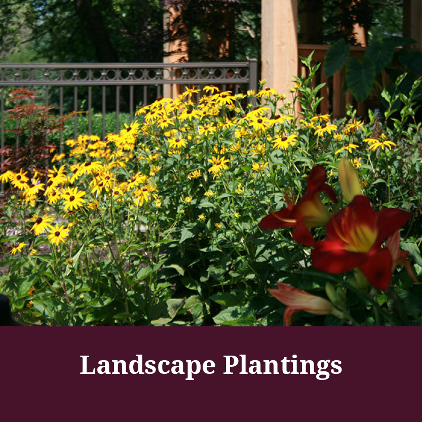 Landscape Plantings